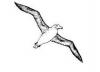 L'Albatros L'Albatros