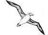 L'Albatros L'Albatros