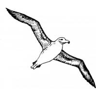 L'Albatros