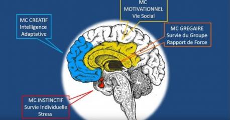 Séance Information gratuite sur les formations aux Neurosciences et bien être au travail.