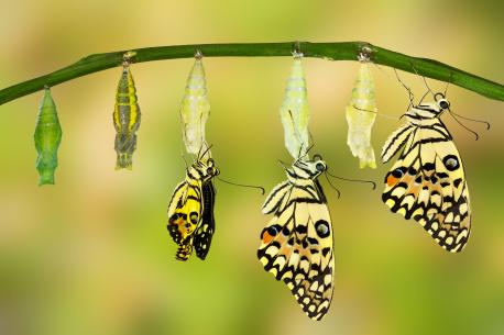Formation au coaching : soirée d'info et de découverte